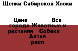 Щенки Сибирской Хаски › Цена ­ 20 000 - Все города Животные и растения » Собаки   . Алтай респ.